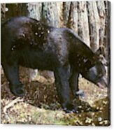 Florida Black Bear #15 Acrylic Print