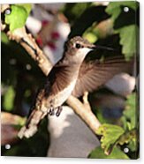 Hummingbird #13 Acrylic Print