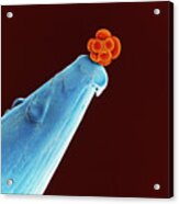 16-cell Human Embryo On A Pin Acrylic Print