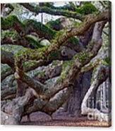 Angel Oak Tree Unique View Acrylic Print