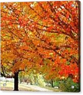 Fall Explosion Of Color #17 Acrylic Print