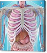 Human Internal Organs #18 Acrylic Print
