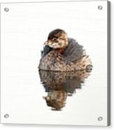 Pied-billed Grebe #18 Acrylic Print