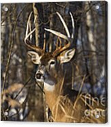 White-tailed Deer In Winter #18 Acrylic Print
