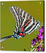 Zebra Swallowtail Butterfly #19 by Millard H. Sharp