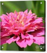 Zinnia From The Candy Mix #18 Acrylic Print