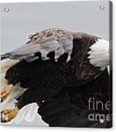 Bald Eagle #191 Acrylic Print