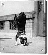 1930s Boston Terrier Performing Trick Acrylic Print
