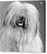 1960s Portrait Of Old English Sheepdog Acrylic Print