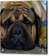 2016 Westminster Kennel Club Dog Show Acrylic Print