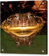 African Burrowing Bullfrog #2 Acrylic Print