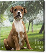 American Staffordshire Terrier Puppy #2 Acrylic Print
