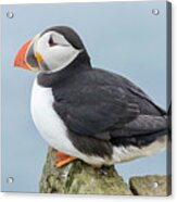 Atlantic Puffin, Mykines, Faroe #2 Acrylic Print