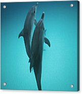 Atlantic Spotted Dolphin Pair Bahamas Acrylic Print