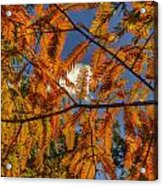 Autumn Leaves I Acrylic Print