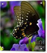 Black Swallowtail #2 Acrylic Print