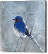 Blue Bird Acrylic Print