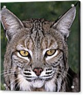 Bobcat Portrait Wildlife Rescue #2 Acrylic Print