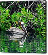 Brown Pelican #2 Acrylic Print