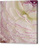 Buttercup Flower With Dew #2 Acrylic Print