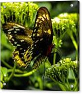 Butterfly #2 Acrylic Print