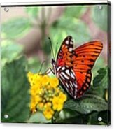 Butterfly #2 Acrylic Print