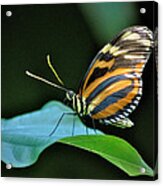 Butterfly #4 Acrylic Print