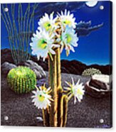 Cactus Blooms #1 Acrylic Print