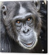 Chimpanzee Portrait Ol Pejeta Acrylic Print