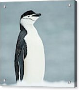 Chinstrap Penguin  Pygoscelis #2 Acrylic Print