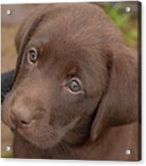 Chocolate Labrador Retriever Puppy #2 Acrylic Print
