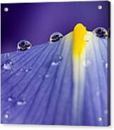 Close Up Iris #2 Acrylic Print