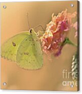 Clouded Sulphur Butterfly #2 Acrylic Print
