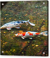 Colored Carp In Fall Pond #2 Acrylic Print