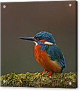 Common Kingfisher #2 Acrylic Print