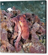 Common Octopus #2 Acrylic Print