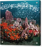 Coral And Schooling Fish Grays Reef Nms #2 Acrylic Print