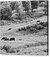 Cows Grazing In Field Rockport Maine #2 Acrylic Print