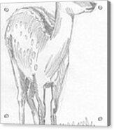 Deer Drawing  #3 Acrylic Print