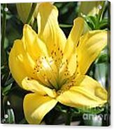 Double Asiatic Lily Named Fata Morgana #2 Acrylic Print