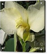 Dwarf Canna Lily Named Ermine #2 Acrylic Print