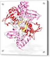 Ebola Viral Protein 35 And Rna #2 Acrylic Print