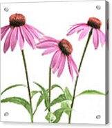 Echinacea Purpurea Flowers 1 Acrylic Print