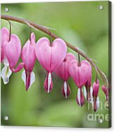 Hang In There Acrylic Print