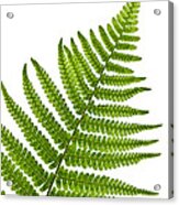 Fern Leaf Detail Acrylic Print