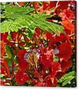 Flamboyan Acrylic Print