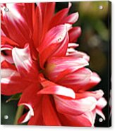 Flower-dahlia-red-white #1 Acrylic Print