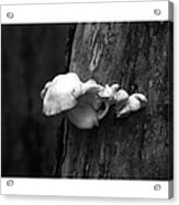 Fungi Glspla474 #2 Acrylic Print