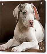 Great Dane Puppy Dog #2 Acrylic Print