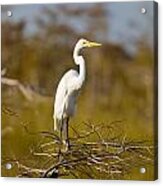 Great White Egret #2 Acrylic Print